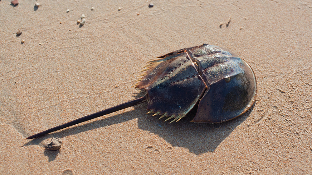 Horseshoe Crabs Living Fossils or Living Laboratories? The Institute for Creation Research